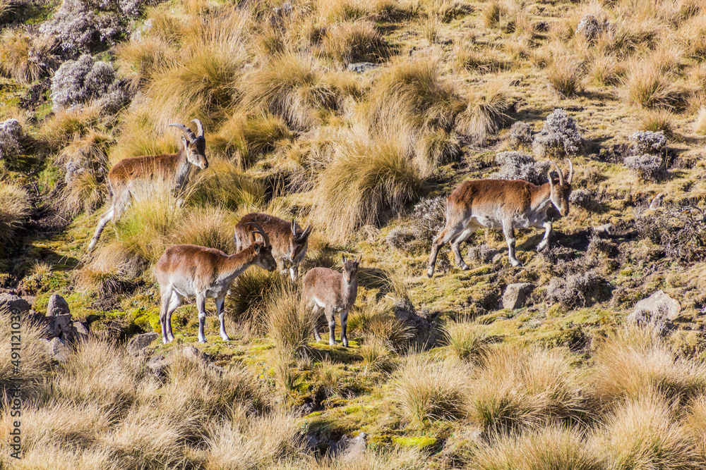 Walia ibexes (Capra walie) in Simien mountains, Ethiopia - obrazy, fototapety, plakaty 