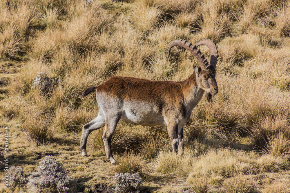 Walia ibex (Capra walie) in Simien mountains, Ethiopia - obrazy, fototapety, plakaty 