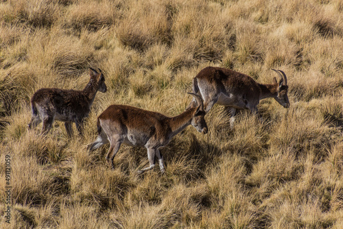 Walia ibexes (Capra walie) in Simien mountains, Ethiopia photo