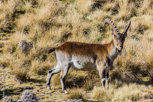 Walia ibex (Capra walie) in Simien mountains, Ethiopia photo