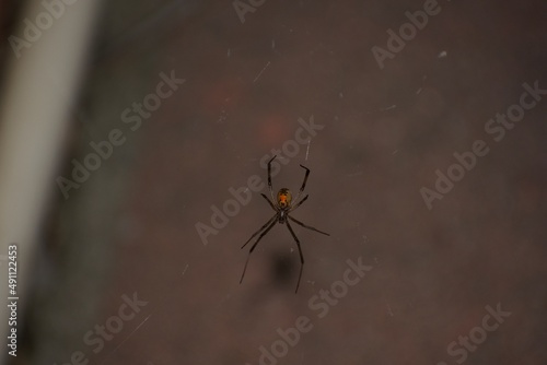 Black Widow Spider showing hourglass © Paul