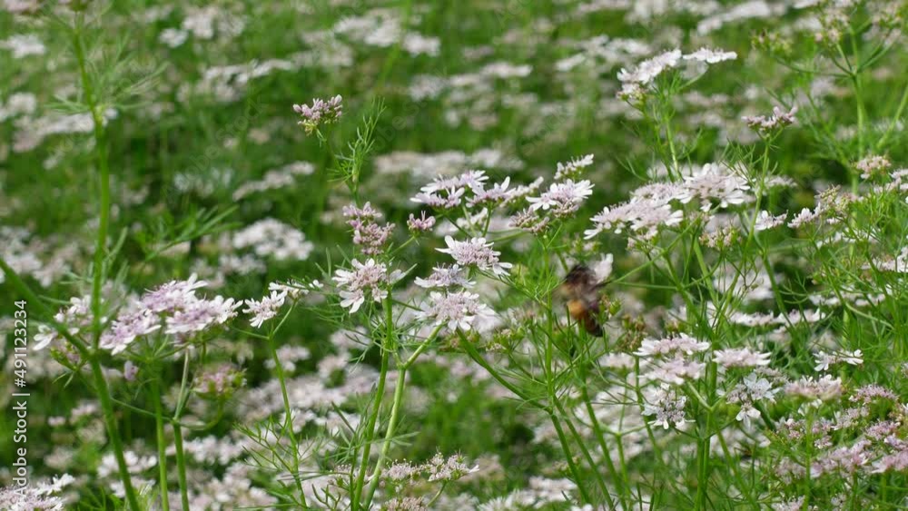 Honey bees extract the nectar of the coriander flower on the field. White flowers and green background top view. 4k video. Honey bees extract the nectar of the coriander flower on the field. White flowers and green background top view. 4k video.