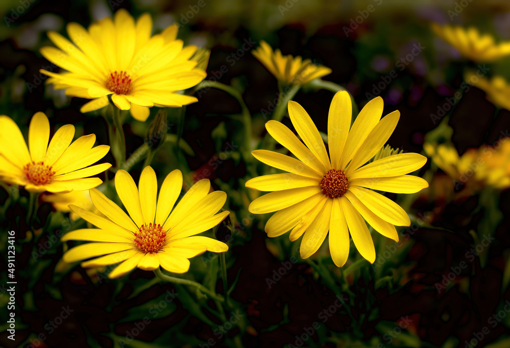 Yellow Daisies in Full Bloom Yellow Daisies in Full Bloom