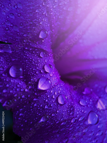 Clear and fresh water drops on the purple flower