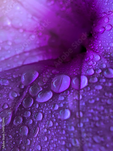 Clear and fresh water drops on the purple flower