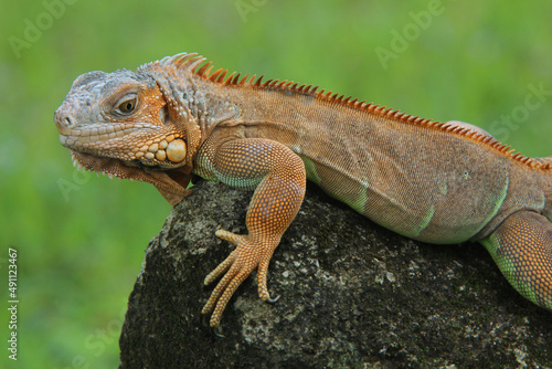 Cute iguana with green background