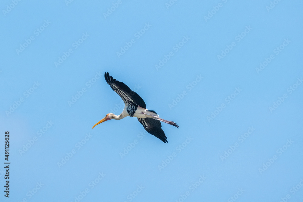 The Painted Stork (Mycteria leucocephala) flying in the blue sky The Painted Stork (Mycteria leucocephala) flying in the blue sky