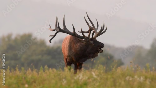 A bull elk bugling  photo