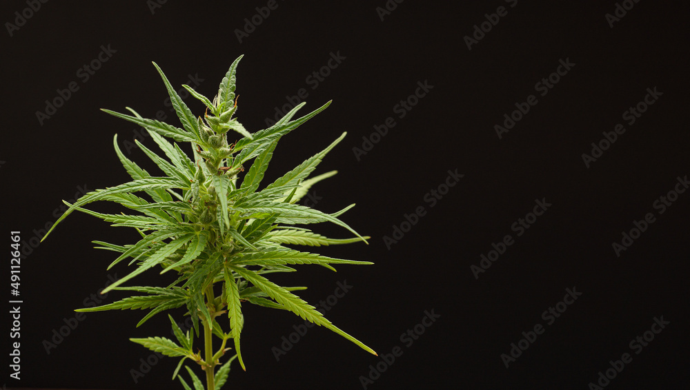 Cannabis plant against a black background. Texture marijuana leaves Cannabis plant against a black background. Texture marijuana leaves