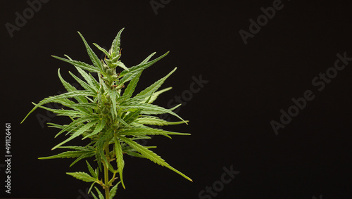 Cannabis plant against a black background. Texture marijuana leaves