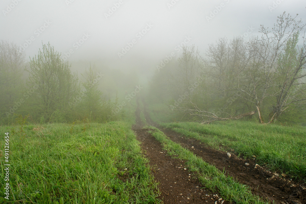 Fototapeta premium country road in fog