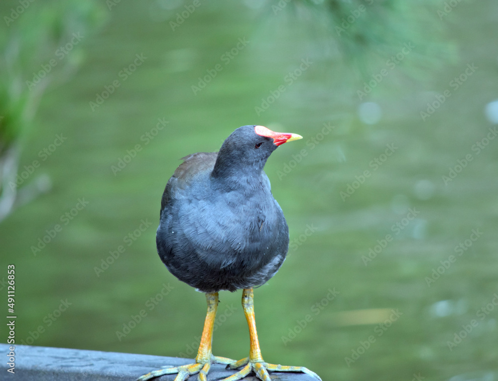 the dusky moorehen is perched on a gate the dusky moorehen is perched on a gate