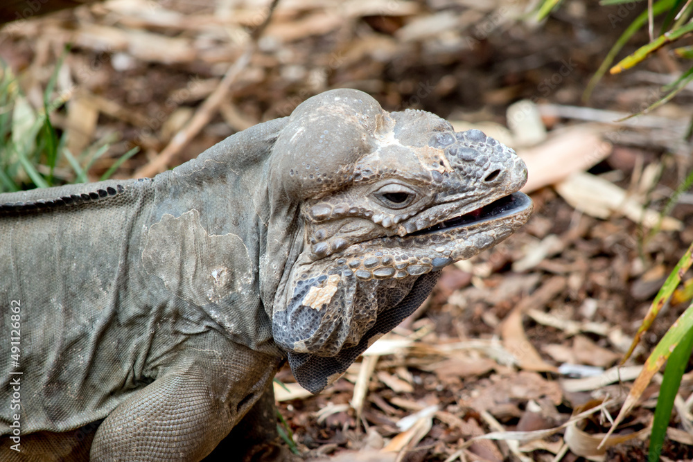 Fototapeta premium this is a close up of a Rhinoceros iguana