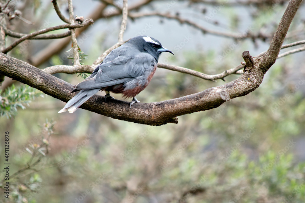 Fototapeta premium this is a side view of a white browed woodswallow