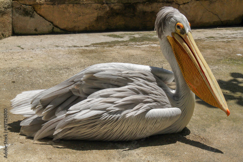 great pelican in the zoo