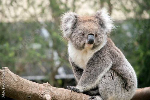 Fototapeta Naklejka Na Ścianę i Meble -  the koala is a furry marsupial that lives in eucalyptus trees
