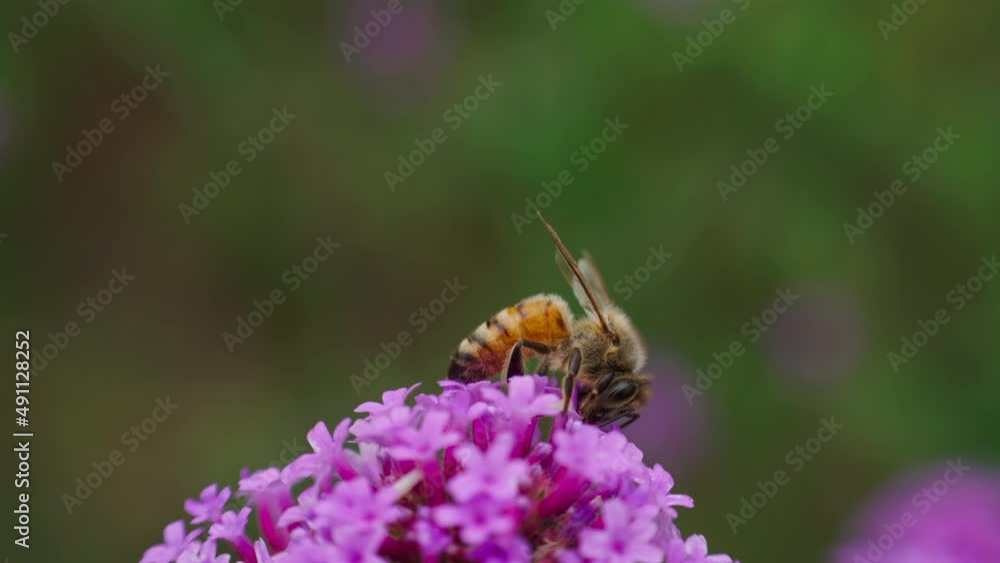bee on a flower bee on a flower