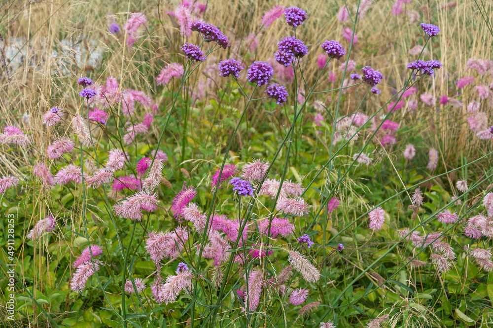Fototapeta premium Cute pink flowers of thekrovohljobka tupaja, Sanguisorba obtusa