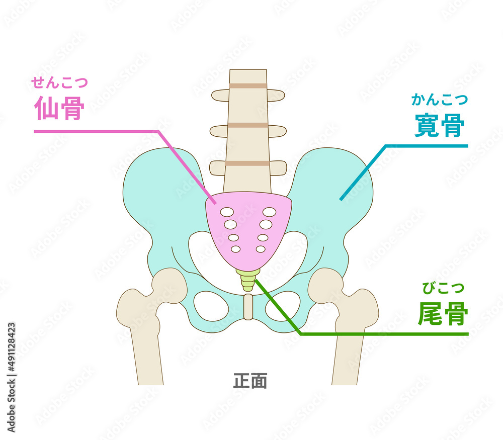 骨盤のイラストと名称 Stock Vector Adobe Stock