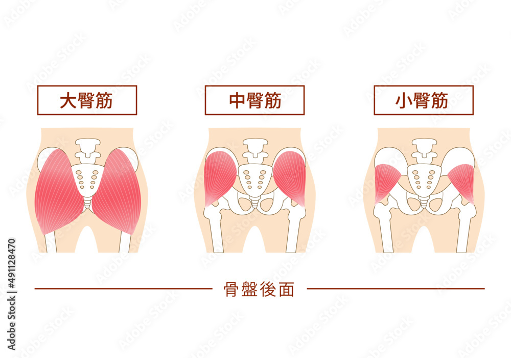 お尻の主要な臀筋群 大殿筋・中殿筋・小殿筋 Stock-Vektorgrafik | Adobe Stock