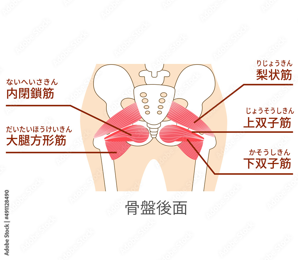 Obraz premium 股関節外旋筋のインナーマッスルイラスト