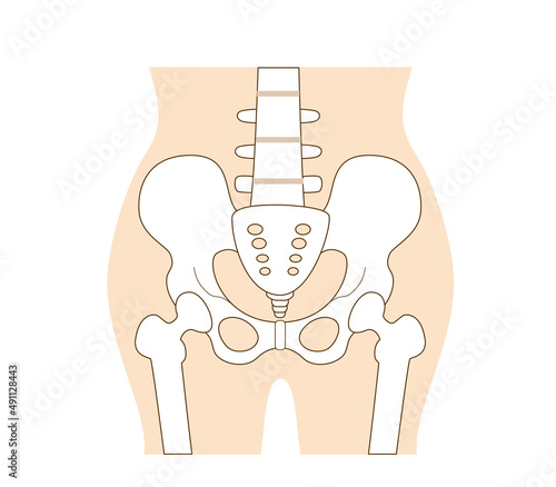 Illustration and name of the pelvis.