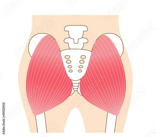 Main gluteal muscles of the buttocks: large gluteus .