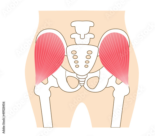 Main gluteal muscles of the buttocks: medius muscle, .