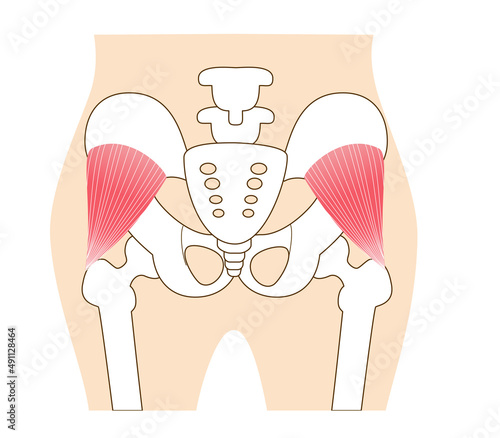 Main gluteal muscles of the buttocks: small gluteus muscle.