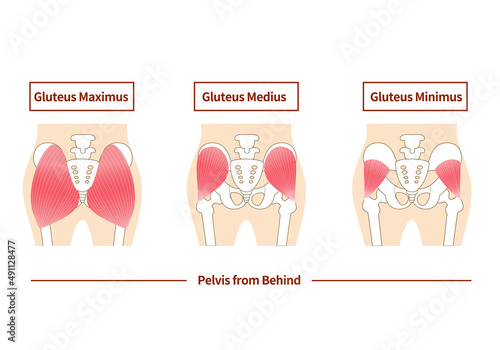 Main gluteal muscles of the buttocks: large gluteus medius, gluteus medius muscle, small gluteus muscle.