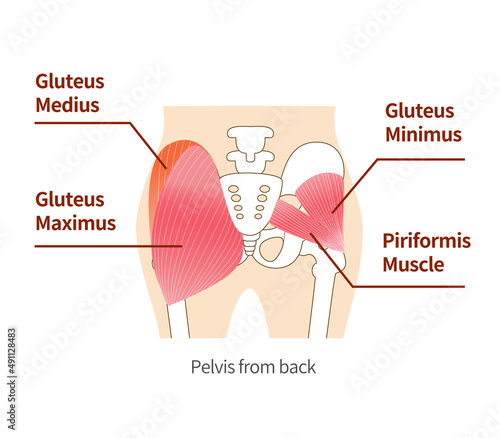 Main gluteal muscles of the buttocks: large gluteus medius, gluteus medius muscle, small gluteus muscle.
