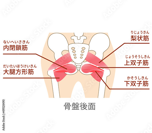 股関節外旋筋のインナーマッスルイラスト
