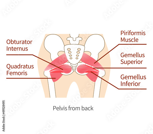 Inner muscle illustration of hip external rotation six muscles