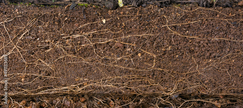 Quadro su tela cross section of fertile wet reddish brown soil with plant roots, background tex