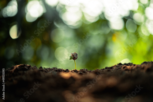 Growth Trees concept Coffee bean seedlings nature background © artrachen