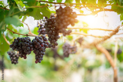 Red grapes and green grapes in the vineyard