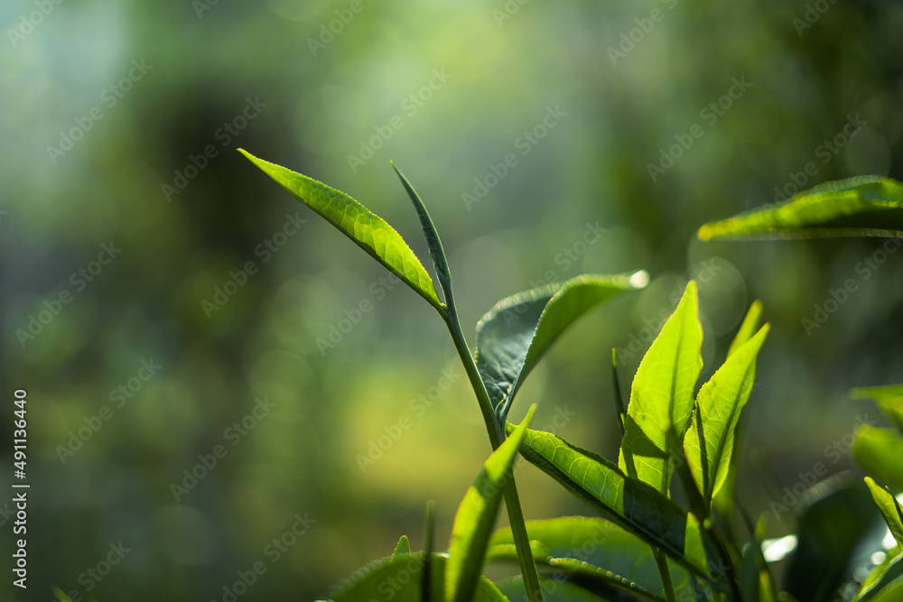green tea leaves in nature evening light green tea leaves in nature evening light