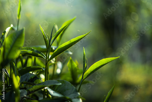 green tea leaves in nature evening light
