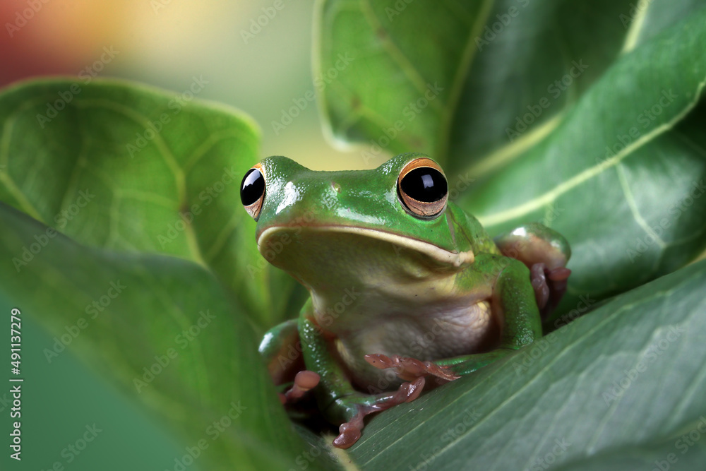 White-lipped tree frog (Litoria infrafrenata) on green leaves, white-lipped tree frog (Litoria infrafrenata) closeup White-lipped tree frog (Litoria infrafrenata) on green leaves, white-lipped tree frog (Litoria infrafrenata) closeup