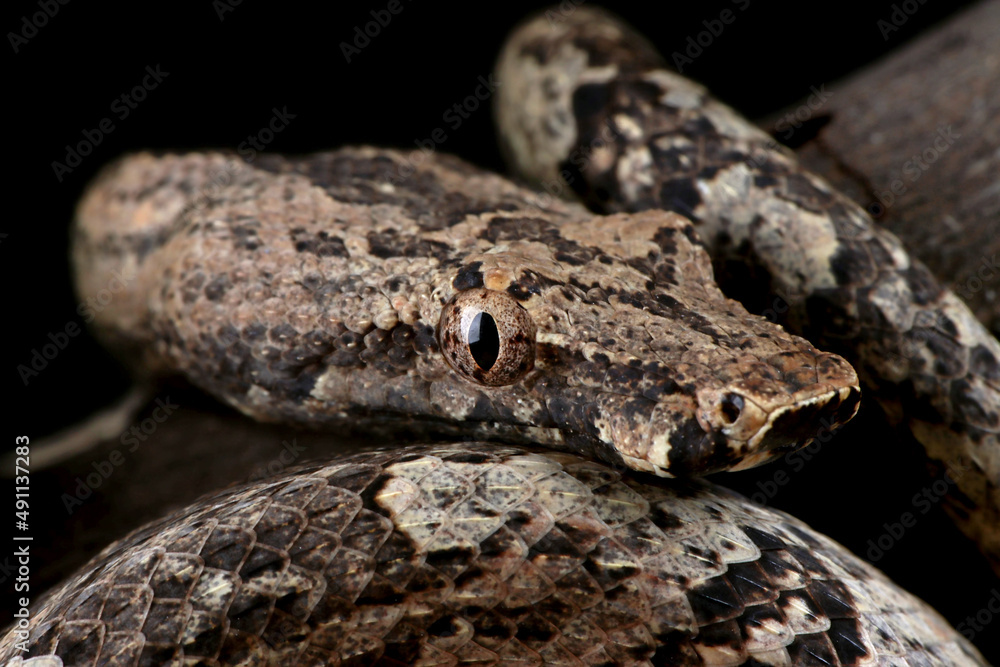Candoia ground boa snake (Candoia carinata ) closeup head on black background Candoia ground boa snake (Candoia carinata ) closeup head on black background