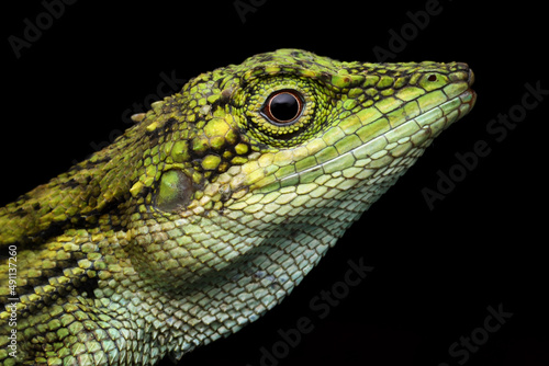 Closeup head of Pseudocalotes lizard with black background