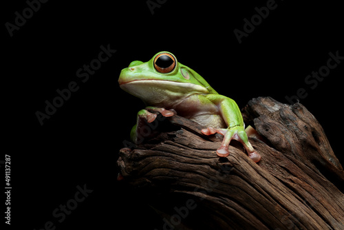 White-lipped tree frog (Litoria infrafrenata) closeup, White-lipped tree frog isolated on black background