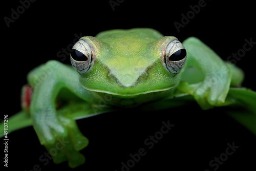Jade tree frog closeup on green leaves, Indonesian tree frog, Rhacophorus dulitensis or Jade tree frog closeup