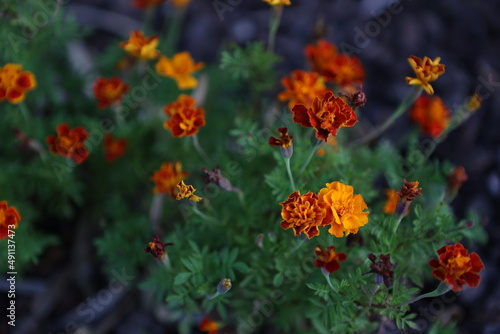 Beautiful Marigold Flower in New Zealand