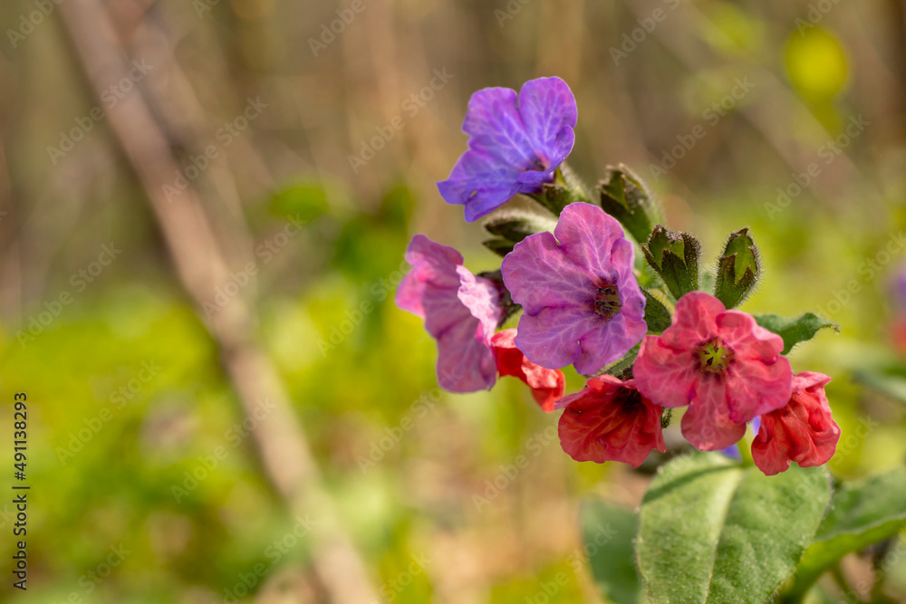 Obraz premium Beautiful multicolored wild flower closeup. Spring flower lungwort. Macro.