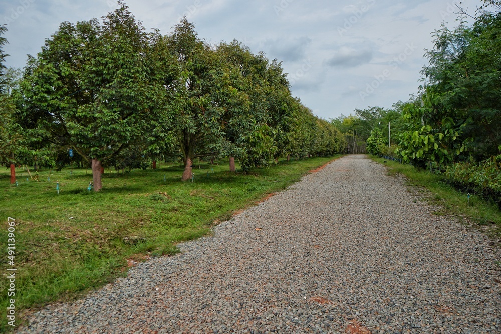 Obraz premium road in the park