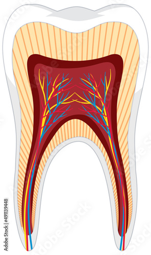 Tooth anatomy ion white background