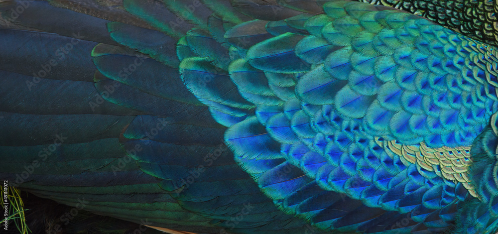 Obraz premium Beautiful peacock feathers are perfect for a background. green peafowl