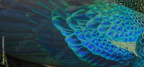 Beautiful peacock feathers are perfect for a background. green peafowl
