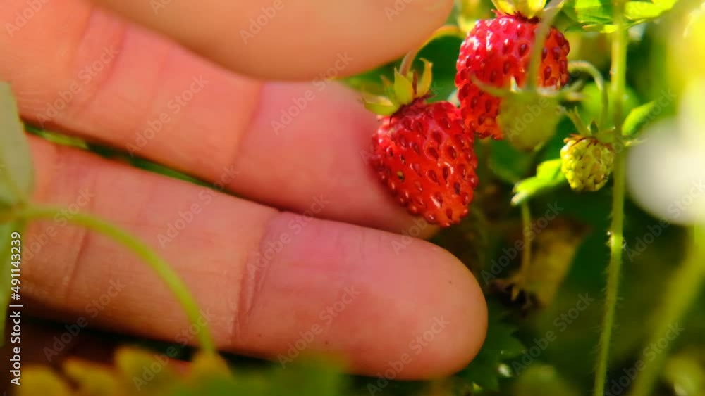 Strawberry harvest.hand picks Red strawberries from a bush close-up in the rays of the sun in the summer garden.slow motion.summer berries.Strawberry berry. High quality 4k footage Strawberry harvest.hand picks Red strawberries from a bush close-up in the rays of the sun in the summer garden.slow motion.summer berries.Strawberry berry. High quality 4k footage